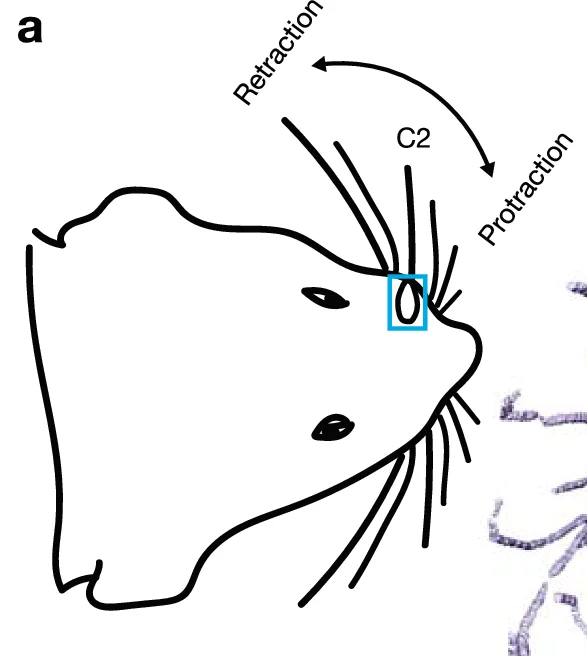 Open access visualization of Diagram, Mouse, Vibrissa, Retraction, Protraction