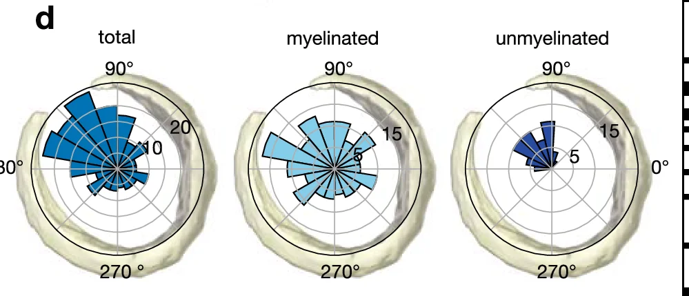 Open access visualization of Polar Histogram, total, myelinated, unmyelinated, Angle
