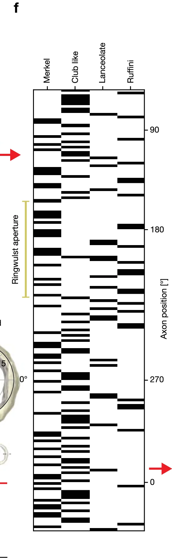 Open access visualization of Heatmap, Axon position, Merkel, Club like, Lanceolate