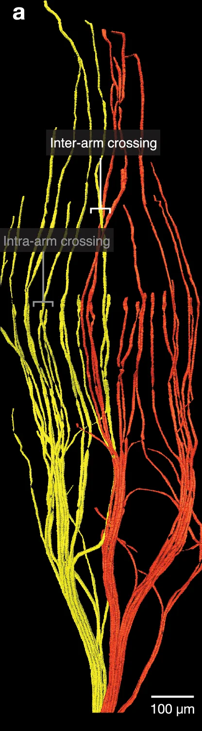 Open access visualization of 3D Visualization, neuronal tracing, Inter-arm crossing, Intra-arm crossing, Axon Arms