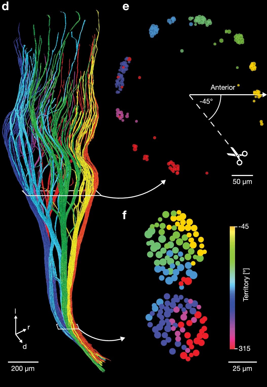 Open access visualization of 3D Visualization, Scatter Plot, Line Plot, Brain Structure, Neuron Tracts