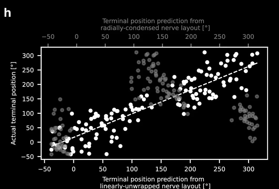 Open access visualization of Scatter Plot, Terminal Position, Nerve Layout, Prediction, Linear Regression
