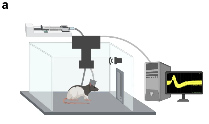 Open access visualization of Line Plot, Rat, Experiment, Computer, Electrophysiology