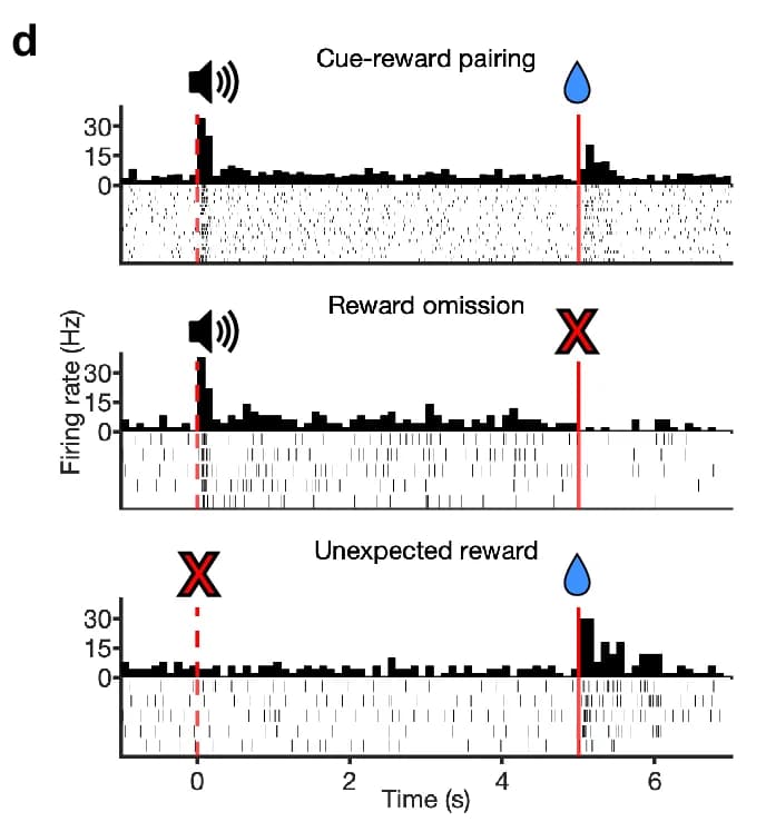 Open access visualization of Histogram, Raster Plot, Firing rate, Time, Cue-reward pairing