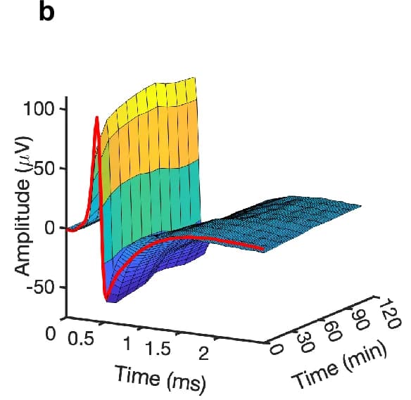 Open access visualization of Surface Plot, Line Plot, Amplitude, Time, Electrophysiology