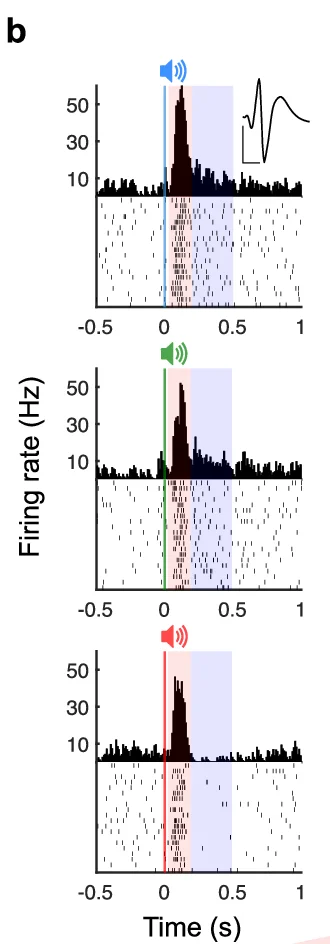 Open access visualization of Histogram, Raster Plot, Firing Rate, Neuron Activity, Stimulus Response