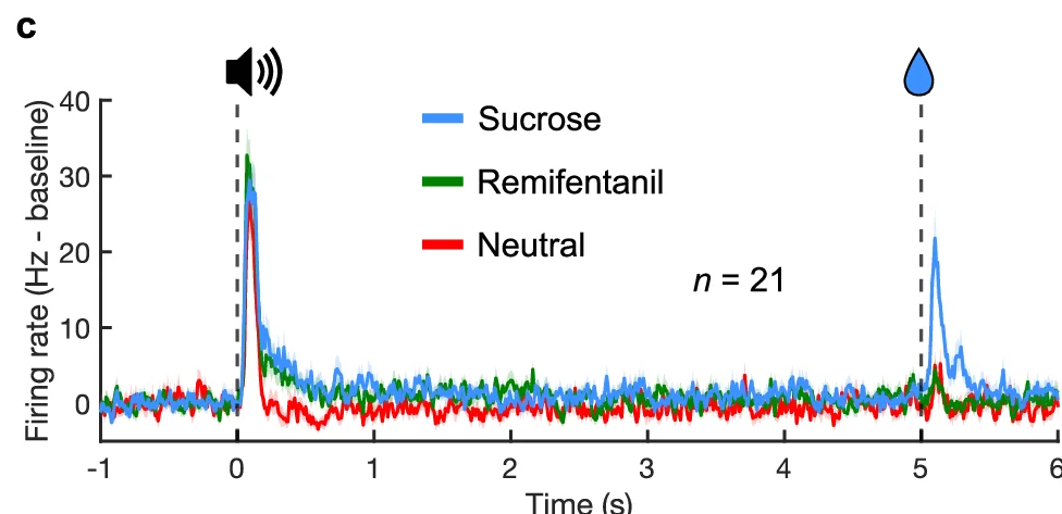 Open access visualization of Line Plot, Firing rate, Time, Sucrose, Remifentanil