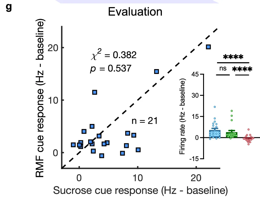 Open access visualization of Scatter Plot, Box Plot, Firing rate, RMF cue response, Sucrose cue response