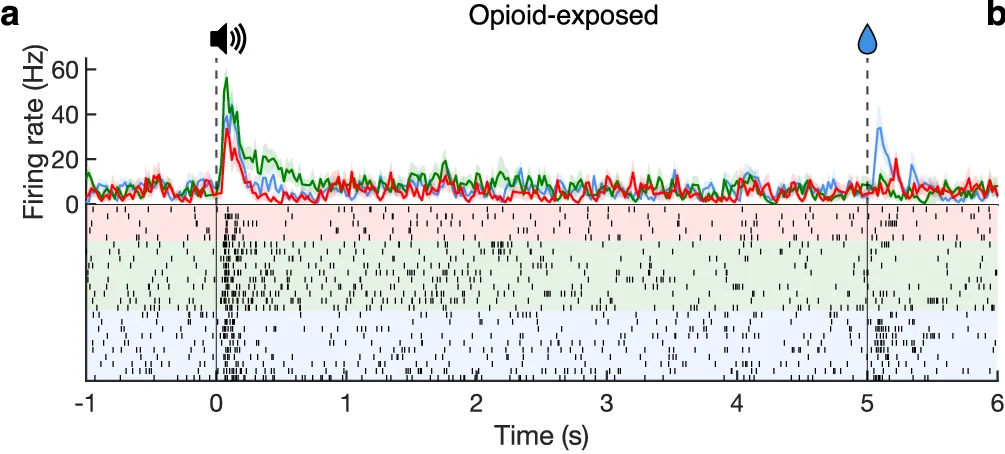 Open access visualization of Line Plot, Raster Plot, Opioid-exposed, Firing rate, Time
