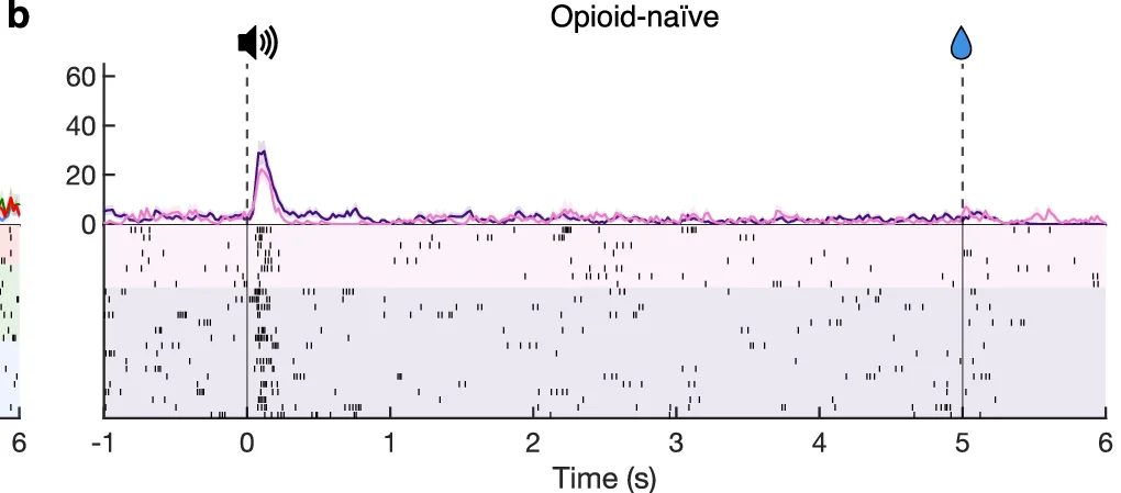 Open access visualization of Line Plot, Raster Plot, Peri-stimulus time histogram, Opioid-naïve, Time