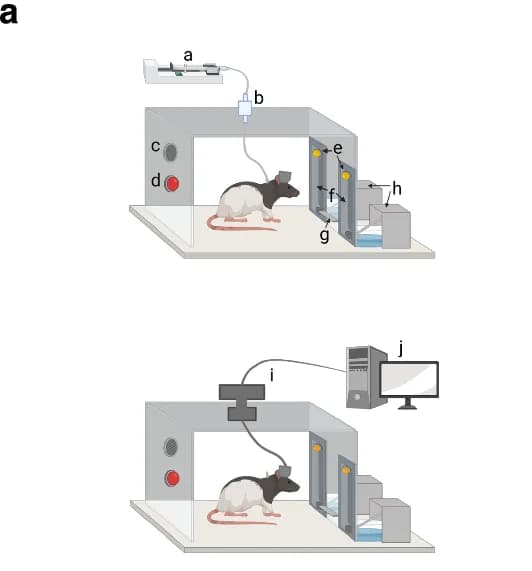 Open access visualization of Diagram, Rat, Experimental Setup, Injection System, Reward delivery