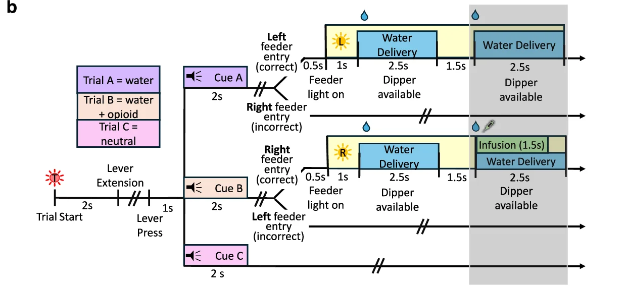 Open access visualization of Diagram, Timeline, Trial Types, Water Delivery, Opioid Infusion