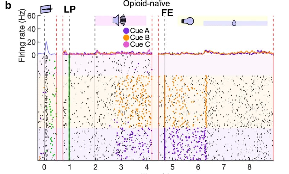Open access visualization of Line Plot, Raster Plot, Firing rate, Opioid-naïve, Cue A