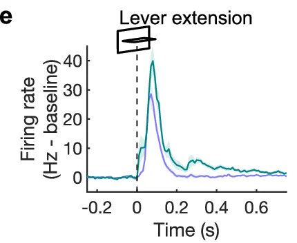 Open access visualization of Line Plot, Firing rate, Time, Lever extension, Baseline