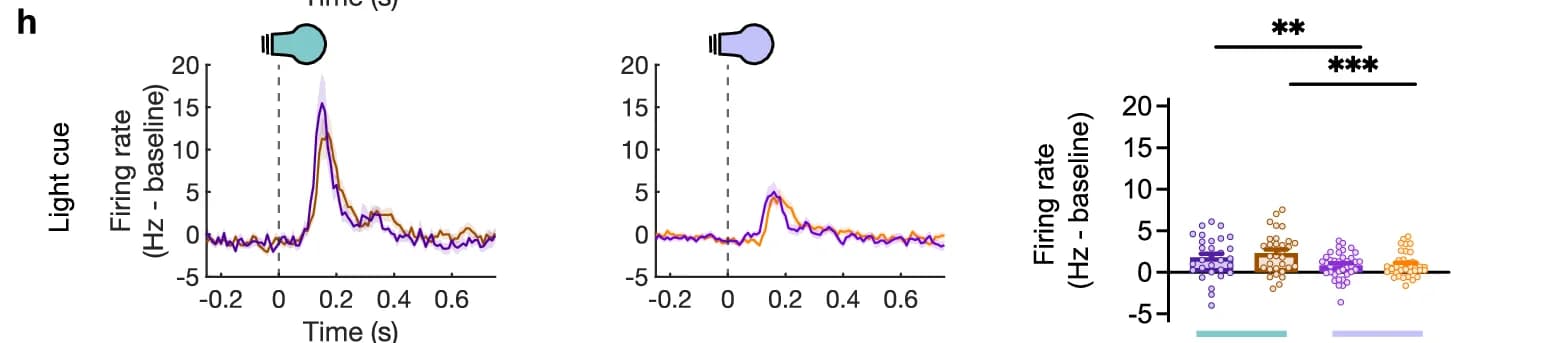 Open access visualization of Line Plot, Box Plot, Firing rate, Time, Light cue