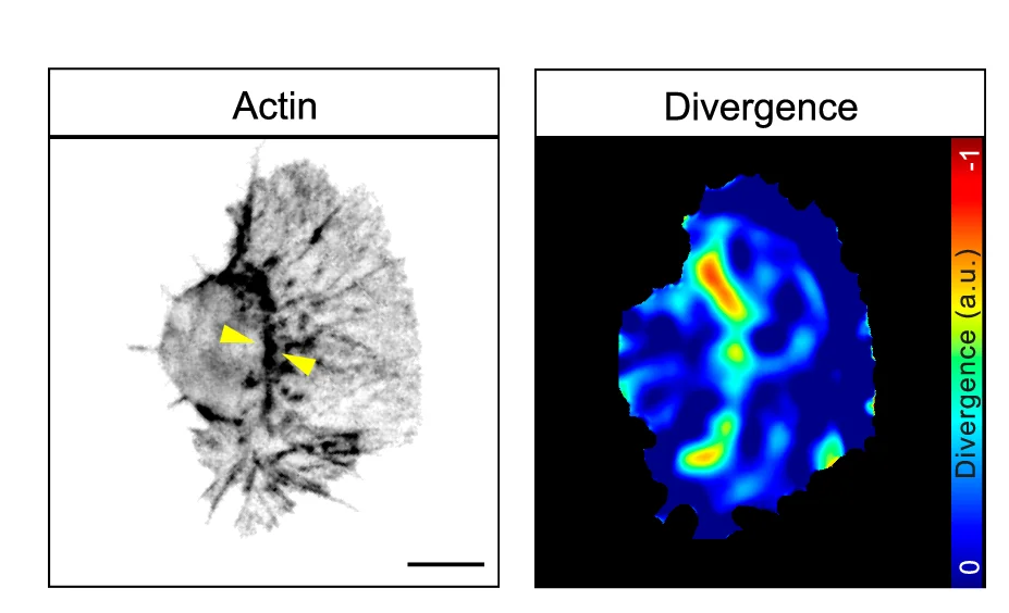 Open access visualization of Microscopy, Heatmap, Actin, Retrograde Flow, Cell Body