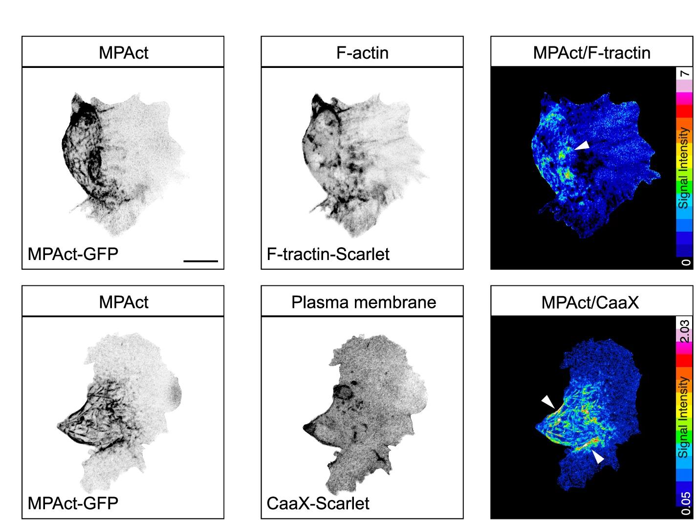 Open access visualization of Microscopy, Ratiometric Imaging, Membrane-Proximal Actin Probe, Actin, F-tractin