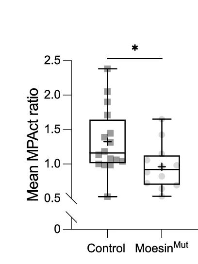 Open access visualization of Box Plot, Scatter Plot, MPAct Levels, Control Hemocytes, Moesin Mut Hemocytes