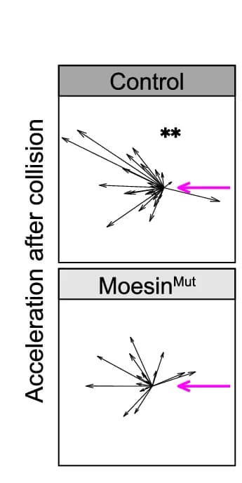 Open access visualization of Scatter Plot, Control Hemocytes, Moesin Mut Hemocytes, Hemocyte Dispersal, Embryo