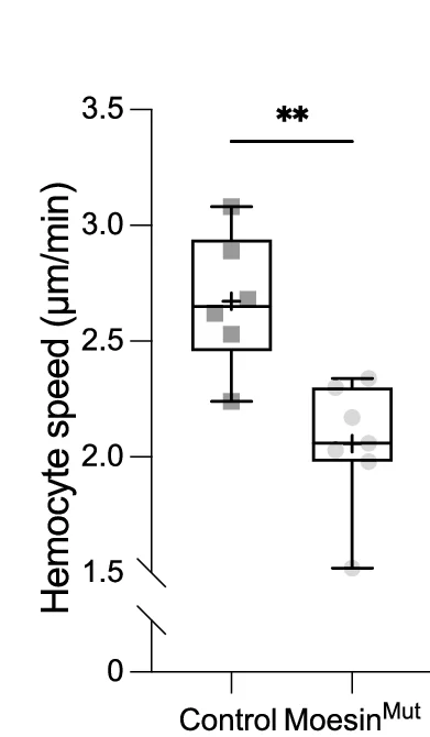 Open access visualization of Box Plot, Scatter Plot, Hemocyte Acceleration, Contact Inhibition, Locomotion