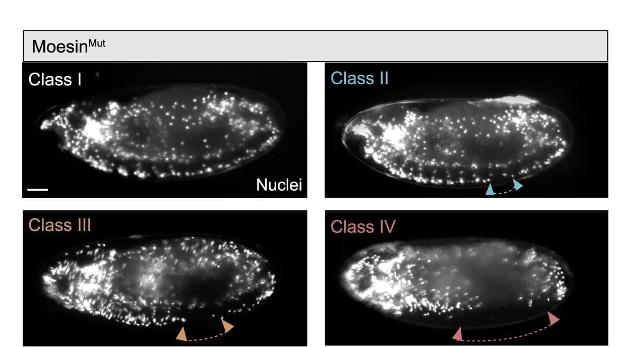 Open access visualization of Microscopy, Hemocyte Migration, Moesin Mut Embryos, Dispersal Defects, Classification