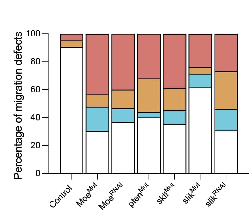 Open access visualization of Stacked Bar Plot, Hemocyte Dispersal Defects, Moesin Mut Embryos, Moesin RNAi, pten Mut