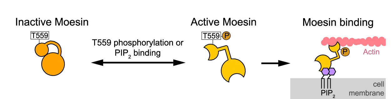 Open access visualization of Workflow, Illustration, Moesin, Molecular Mechanisms, Regulation