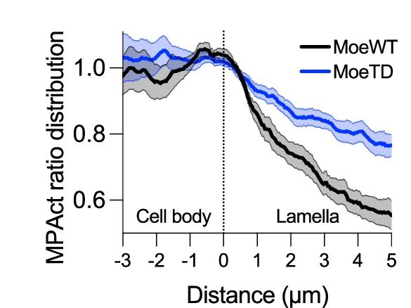 Open access visualization of Line Plot, Error Bars, Line Scan Analysis, MPAct Distribution, Hemocytes