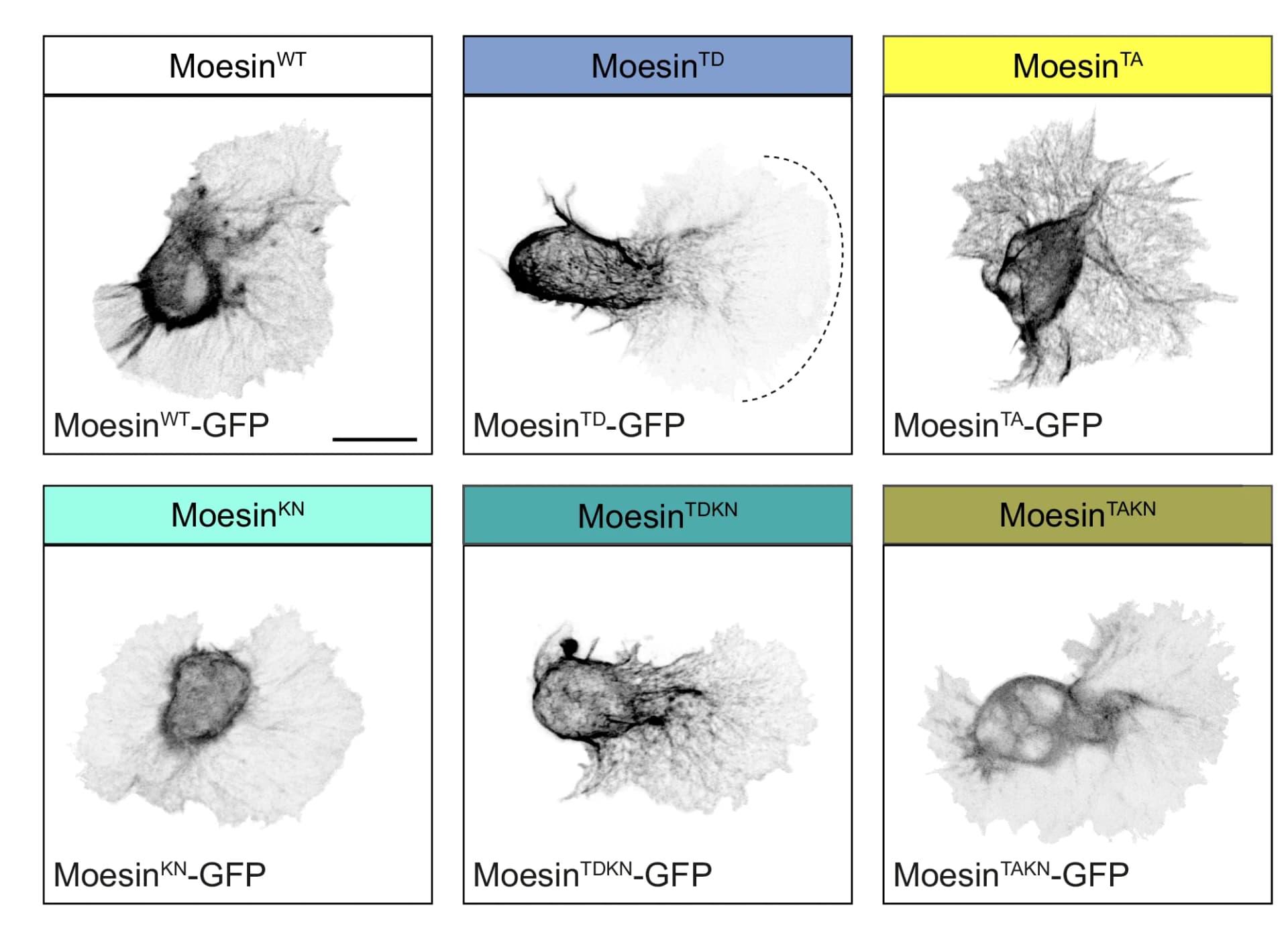 Open access visualization of Microscopy, Hemocytes, GFP-tagged Moesin constructs