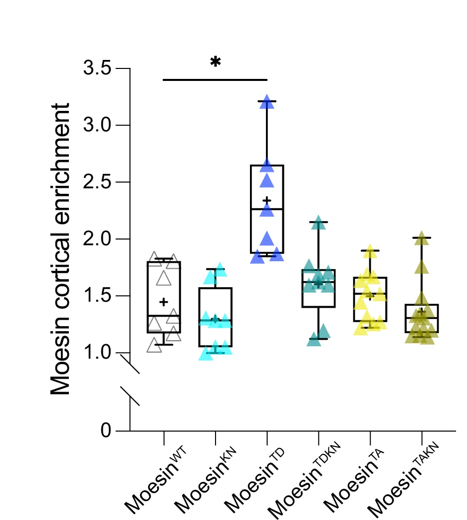 Open access visualization of Box Plot, Scatter Plot, GFP-tagged Moesin transgenes, Moesin TD, Kruskal–Wallis test