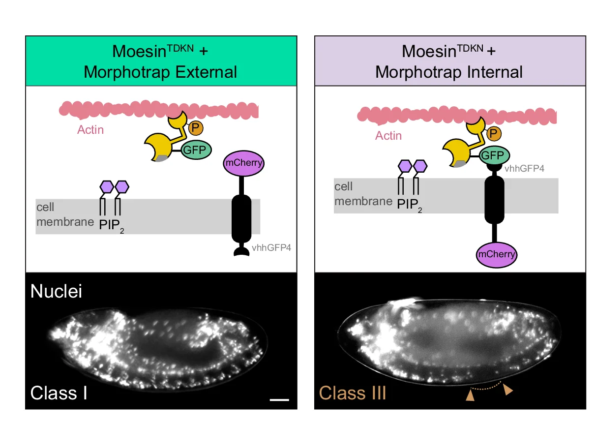 Open access visualization of Illustration, Microscopy, Live Imaging, Particle Image Velocimetry, Actin