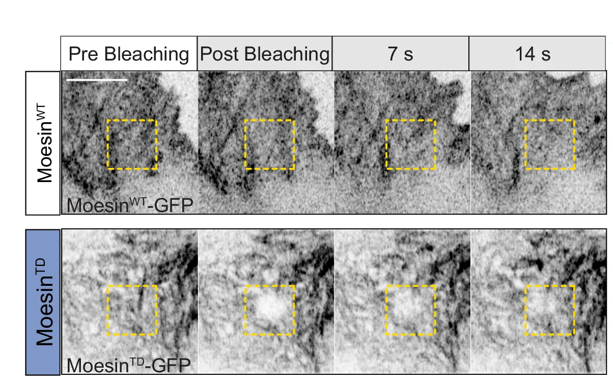 Open access visualization of Microscopy, Fluorescence Recovery After Photobleaching, GFP-tagged Moesin WT, Moesin TD, Hemocyte Lamella