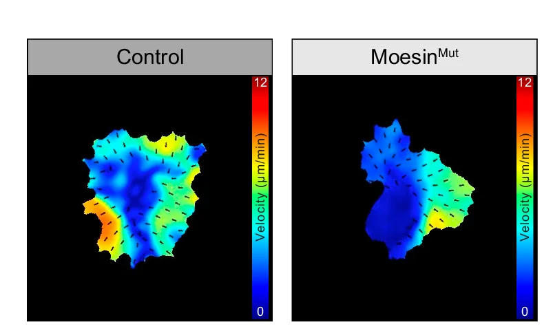 Open access visualization of Heatmap, Cell Motion, Cell Extension, Hemocytes