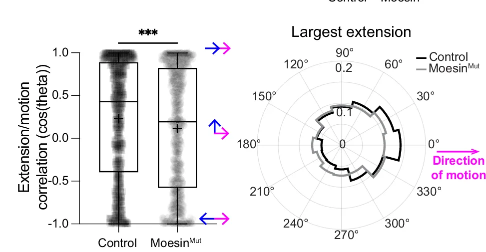 Open access visualization of Violin Plot, Box Plot, Line Plot, Cell Motion Correlation, Cell Extension