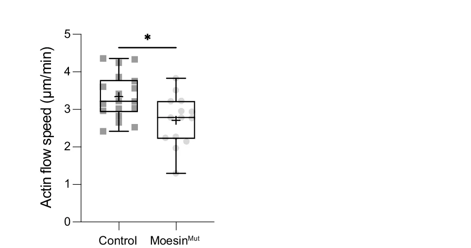Open access visualization of Box Plot, Scatter Plot, Actin Flow Speed, Hemocytes, Moesin