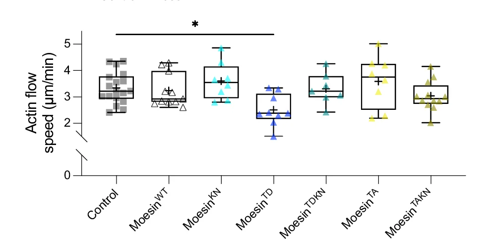 Open access visualization of Box Plot, Scatter Plot, Actin Flow Speed, Moesin Transgenes, Retrograde Flow