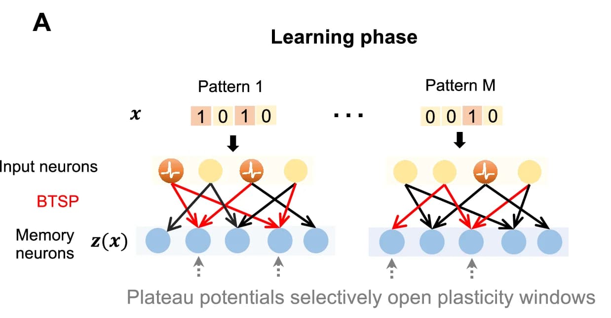 Open access visualization of Schematic, Neural network, Learning phase, Input neurons, Memory neurons