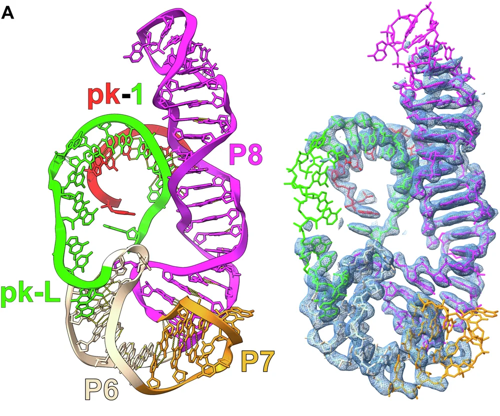Open access visualization of 3D Structure, Molecular Structure, RNA, P8, P7