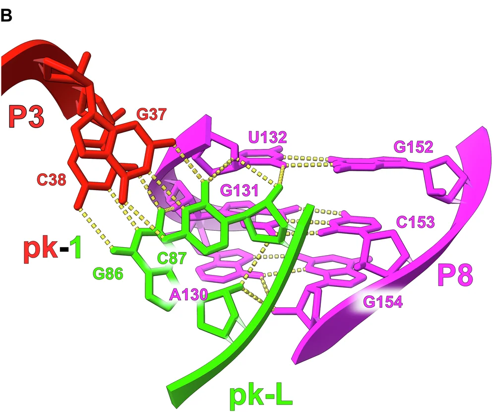 Open access visualization of 3D Structure, Molecular Structure, RNA, P3, G37