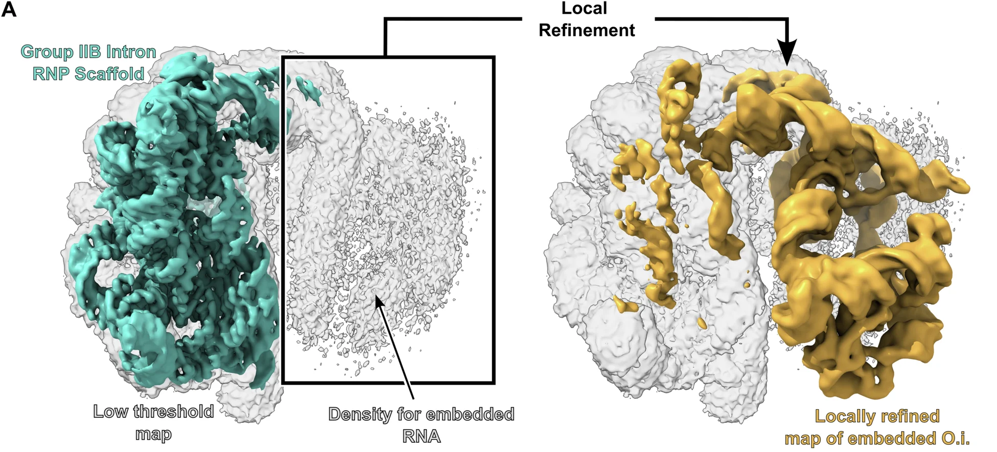 Open access visualization of 3D structure, 3D rendering, Density map, Cryo-EM, Group IIB Intron