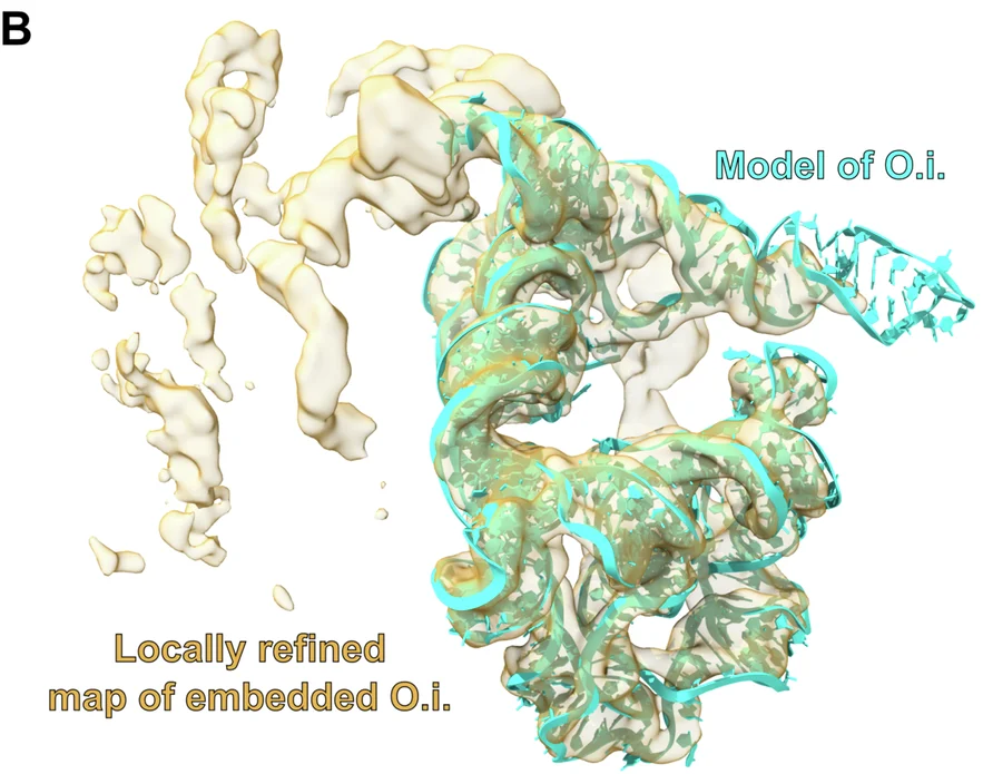 Open access visualization of 3D visualization, Model, Locally refined map, O.i., Embedded