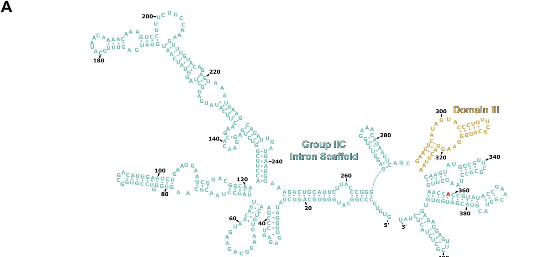 Open access visualization of Diagram, RNA secondary structure, Group IIC Intron Scaffold, Domain III, Nucleotide sequence