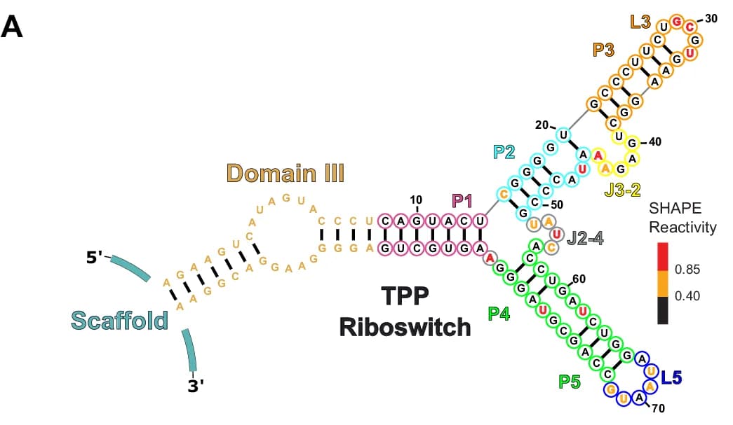 Open access visualization of Diagram, RNA structure, Secondary structure, SHAPE Reactivity, TPP Riboswitch