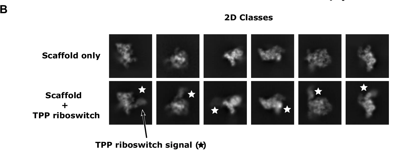 Open access visualization of Image, 2D Classes, Scaffold only, Scaffold, TPP riboswitch