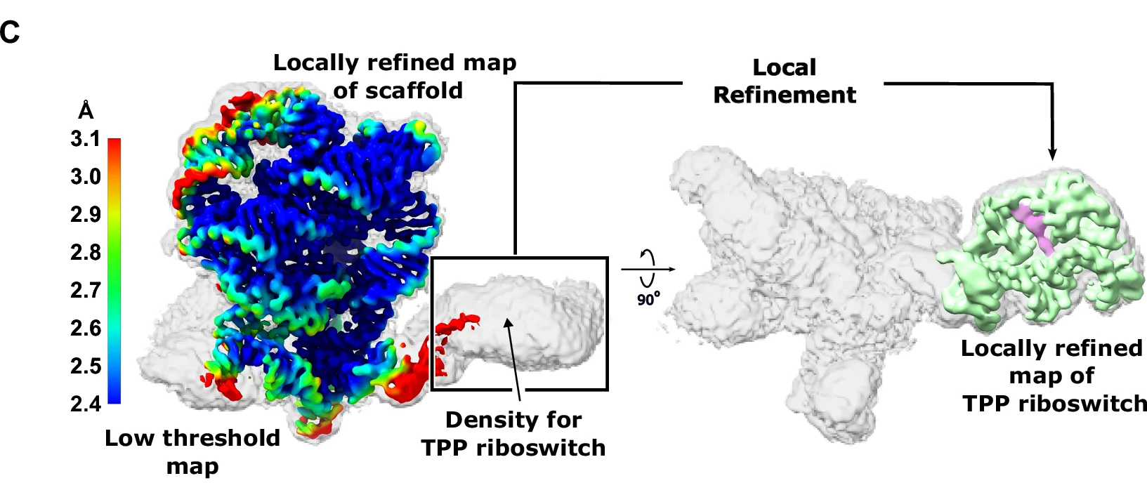 Open access visualization of Molecular Visualization, Local Refinement, TPP riboswitch, Scaffold, Threshold Map