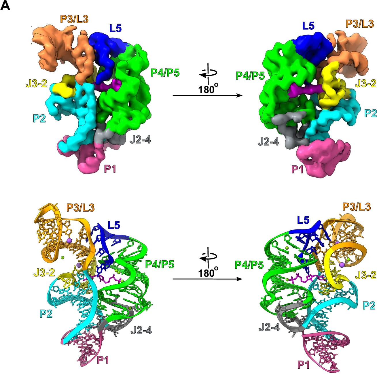 Open access visualization of 3D Structure, Molecular Structure, RNA, P3/L3, L5