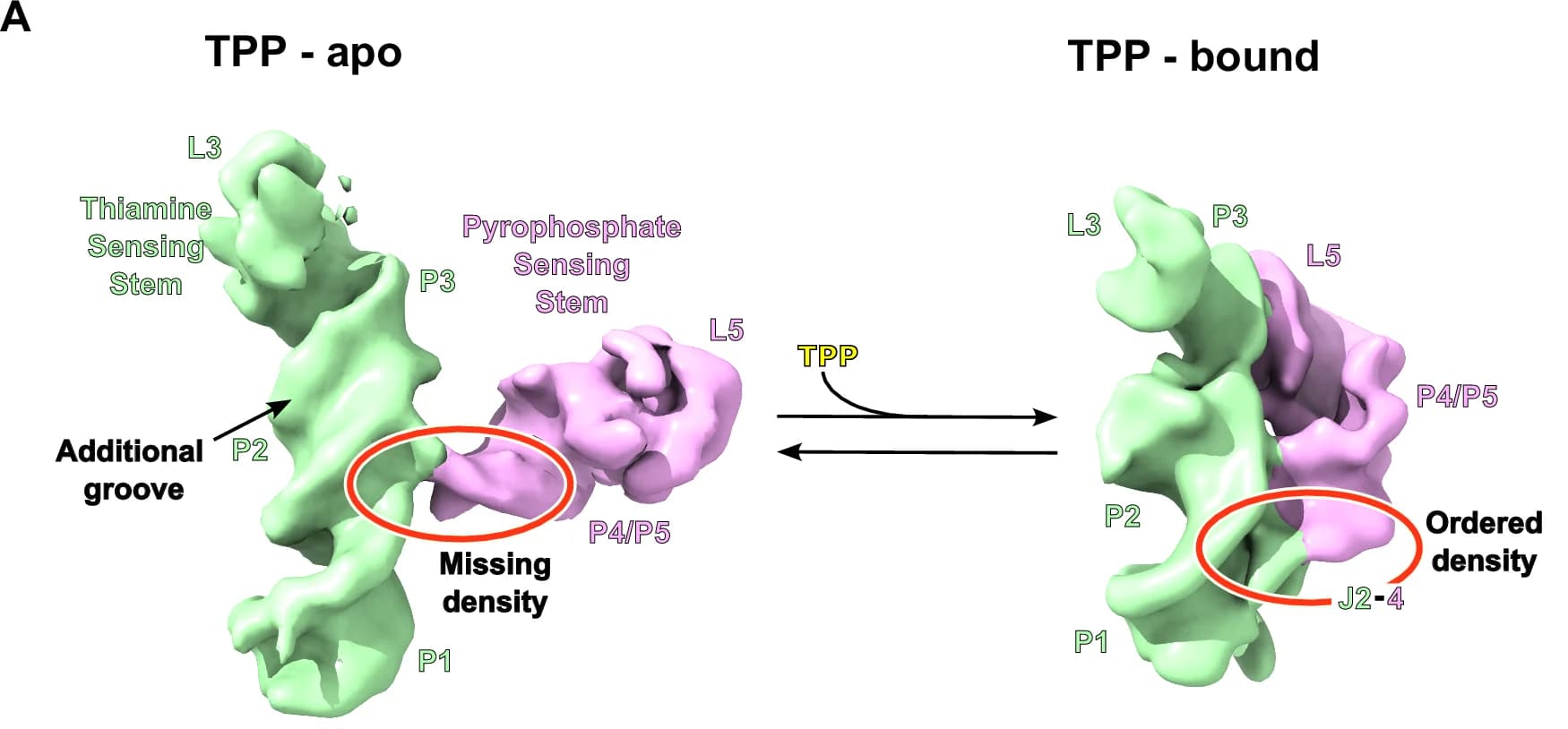 Open access visualization of 3D structure, TPP-apo, TPP-bound, Thiamine Sensing Stem, Pyrophosphate Sensing Stem