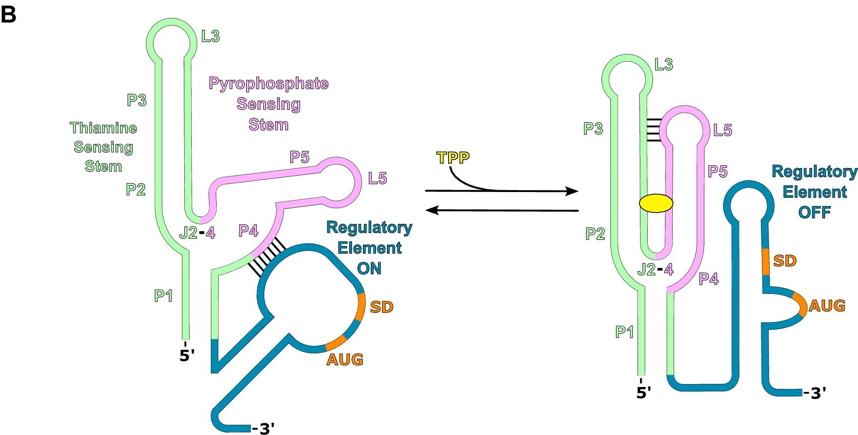 Open access visualization of Diagram, RNA structure, Riboswitch, Thiamine Sensing Stem, Pyrophosphate Sensing Stem