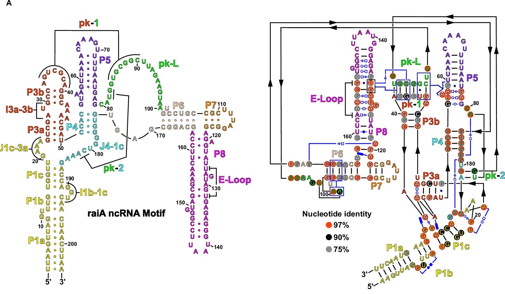 Open access visualization of Secondary Structure, Nucleotide Sequence, RNA Structure, raiA ncRNA Motif, Nucleotide identity