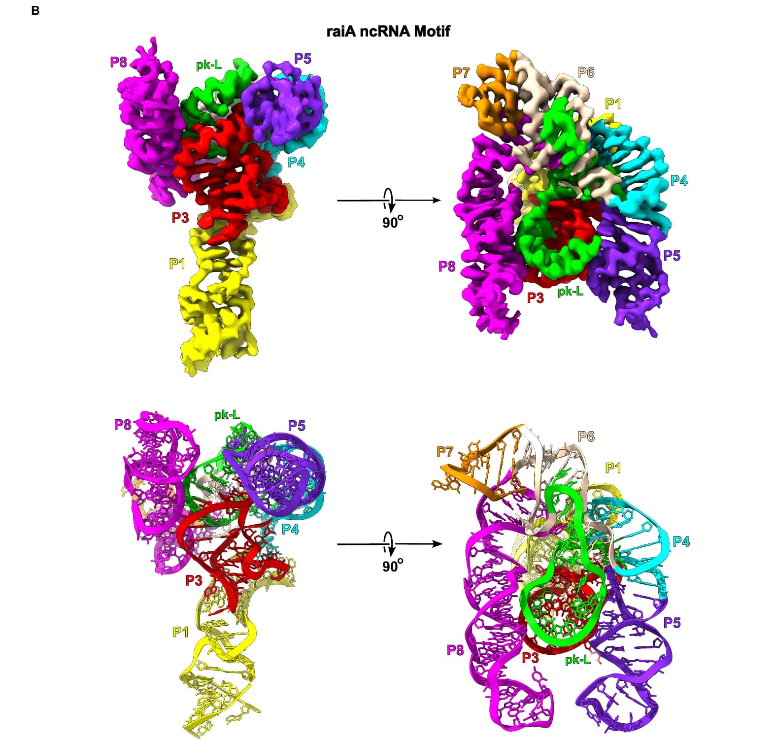 Open access visualization of 3D Structure, raiA ncRNA Motif, RNA, P1, P3